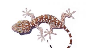 Как геконите противодействат на гравитацията