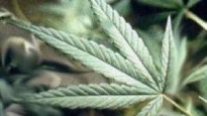 Откриха малка плантация с марихуана в дома на 26годишен