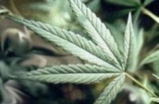 Откриха малка плантация с марихуана в дома на 26-годишен