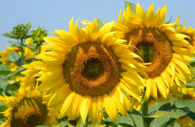 Слънчево, температурите отново над 30 градуса