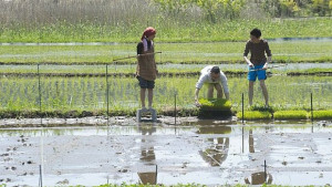 Япония възобновява износа на ориз от Фукушима
