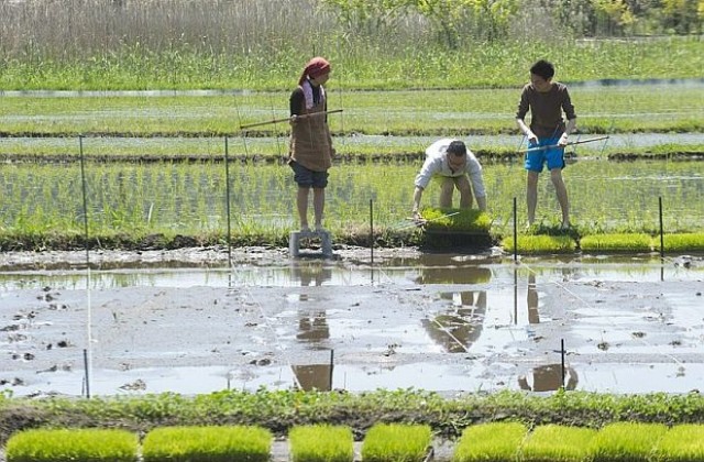 Япония възобновява износа на ориз от Фукушима