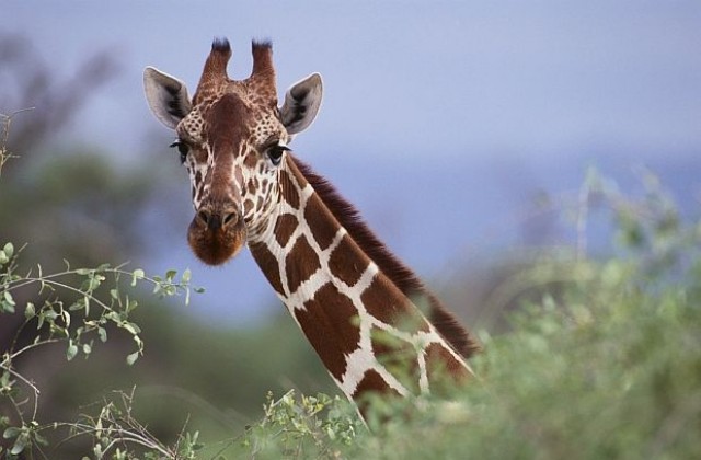 Жираф изрита жена в лицето в американски зоопарк