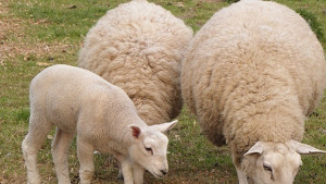 Обезщетяват по пазарни цени собствениците на животни засегнати от син