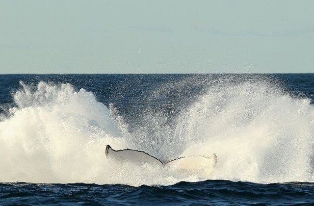 Мъж се сблъска с кит, докато кара джет в Исландия (ВИДЕО)