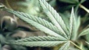 Пореден производител на канабис заловиха полицаите