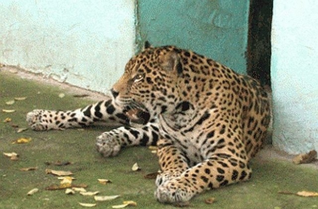 Наказаха със забележка шефа на ловешкия зоопарк заради ягуара Алонсо