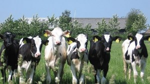 Официалните ветеринарни прегледи ще извършват имунопрофилактиката на всички животни в