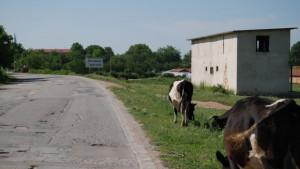 Потвърдиха случай на антракс в Шуменско