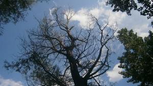 Захлажда се следобед се очакват валежи