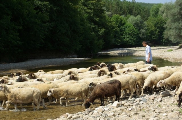 Няма опасност от заразени храни у нас заради болестта син език