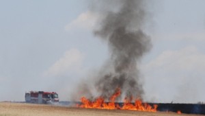 Гасиха 13 дка пшеница и 15 дка окосен фураж