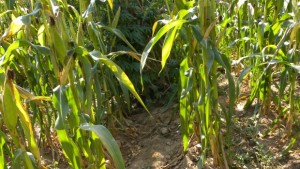 Софиянец крие канабис в картофената си нива в Неделкова Гращица