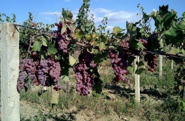 Земеделският министър ще бере грозде в Пазарджишко