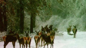 Няма измрели диви животни от син език в Пловдивско