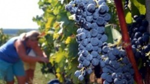 Земеделският министър Помалко грозде се очаква тази година
