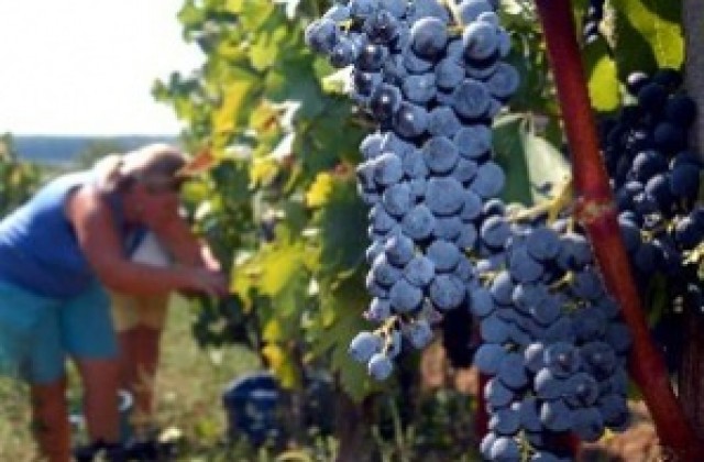 Земеделският министър: По-малко грозде се очаква тази година