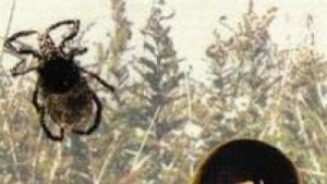 Кърлежи разболяха още трима жители на областта