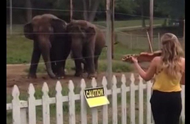 Слонове танцуваха под звуците на цигулка (ВИДЕО)
