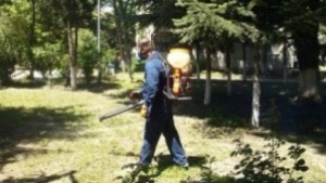 Няма данни за наличие на тигров комар във Варна