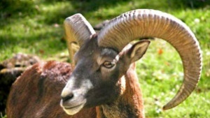 Пловдивски муфлони умряха от стрес в Стара Загора