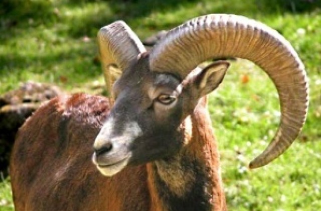 Пловдивски муфлони умряха от стрес в Стара Загора