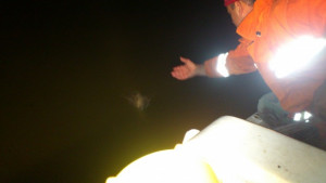 Върнаха във водата уловена от бракониери риба