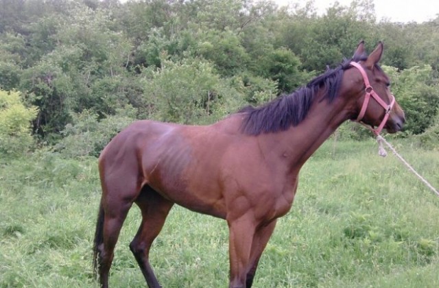 Акция спира безпризорни коне да изкачат на пътя за парк Рила в Дупница