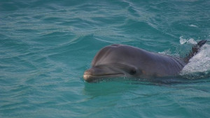 Рибари обявиха война на делфините