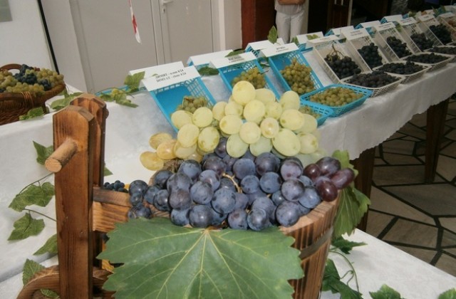 Три нови сорта представи ИЛВ в Открития ден на десертното и виненото грозде