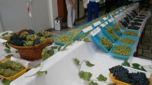 Доц Иван Пачев Очакват се повисоки цени на гроздето
