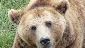 Мечка унищожи три кошера в габровското село Пеевци