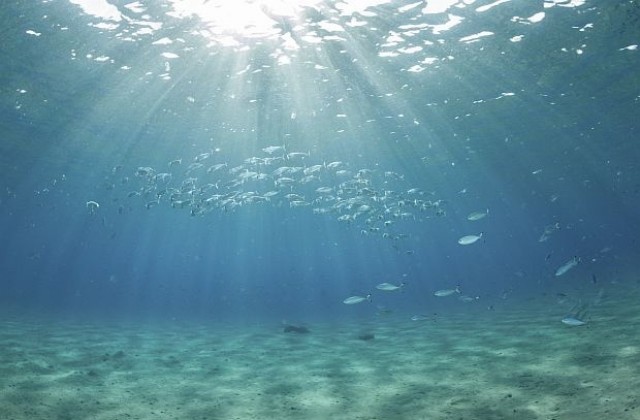 „Ходеща риба хвърля светлина върху еволюционния преход от морето към сушата