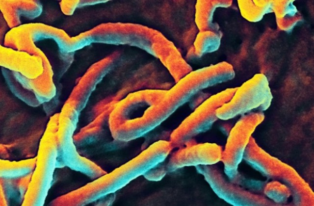 Експериментално лекарство срещу ебола излекува маймуни, заразени с вируса