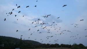 485 000 щъркела ще прелетят над България тази есен