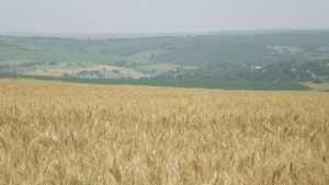 Двама изнесли 450 кг жито от селска къща