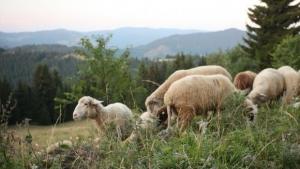 При смърт на животно от син език незабавно се уведомява