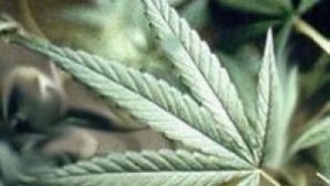 Задържаха дрогиран шофьор с 80 кг тютюн в колата