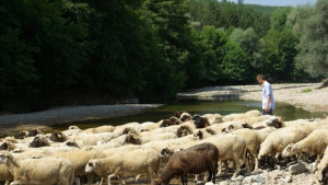 Дават 14 млн лв за обезщетения на стопаните заради болестта