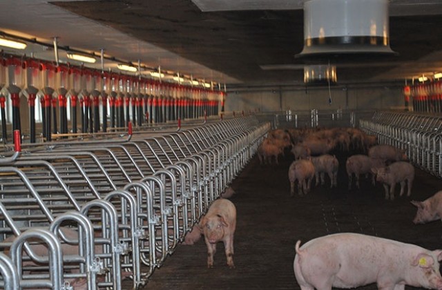 Скоро ще заработи една от фермите в изграждащия се свинекомплекс в Къпиново