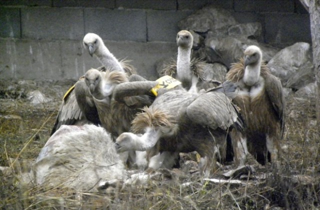 Наблюдение на лешояди в природата организира ДПП „Врачански Балкан