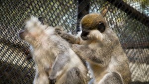 Зоопаркът във Варна получи лиценз от Министерството на околната среда