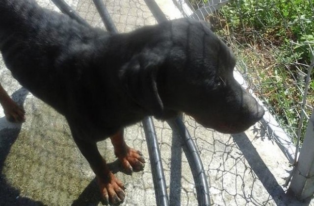 Ротвайлер чака осиновяване в приюта за кучета в Ловеч