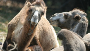 Смениха директора на столичния зоопарк