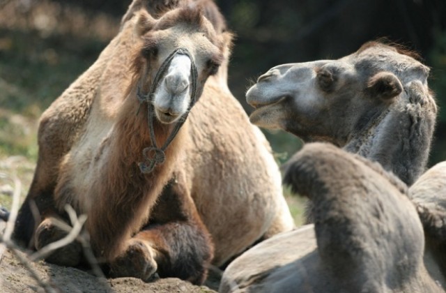 Смениха директора на столичния зоопарк