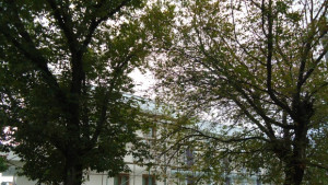 Обновяват читалището в Стралджа