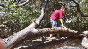 Защо е криво кривото дърво в Морската