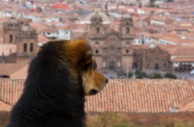 Куче полетя над хранителен магазин