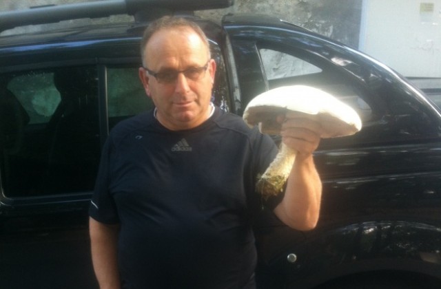 Снимка: Гигантска печурка от 1, 200 кг.!