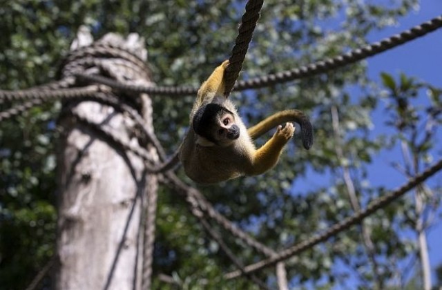 САЩ дали милиони по проект за влиянието на алкохола върху маймуните